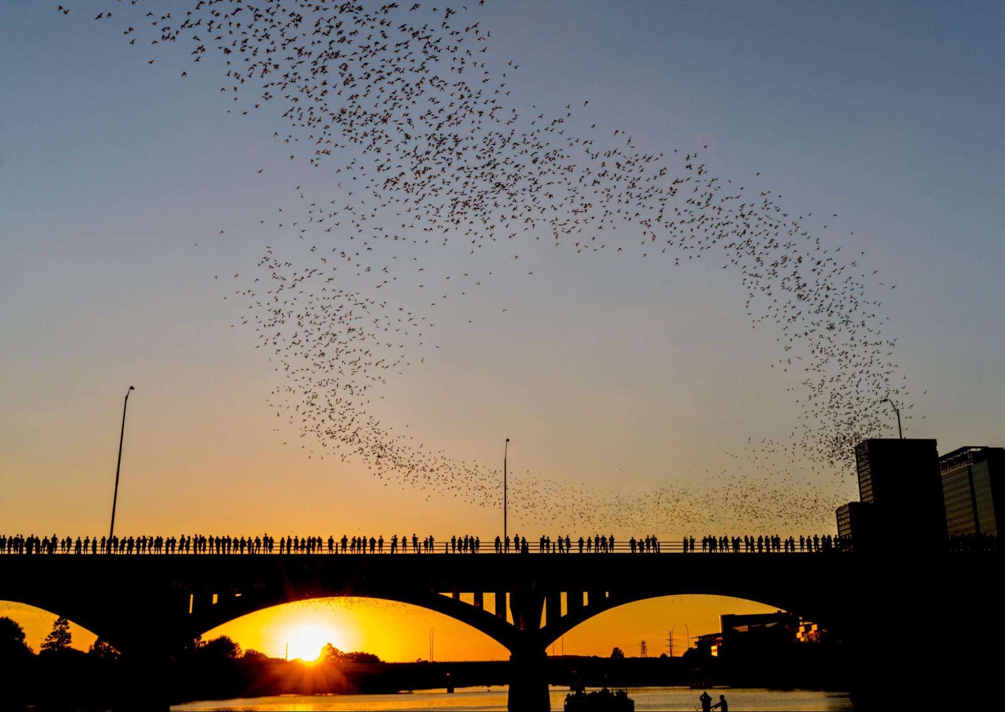 Ann W. Richards Congress Avenue Bat Bridge