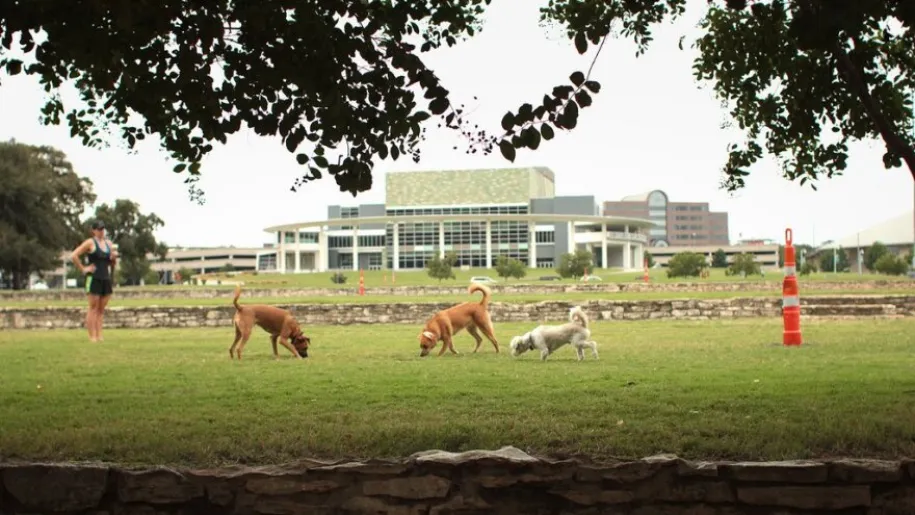 Auditorium Shores